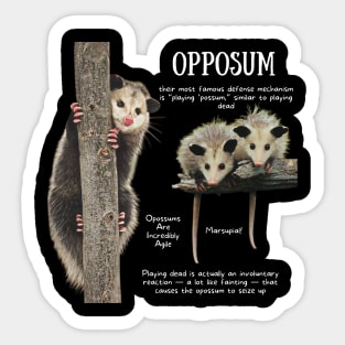 Animal Facts - Opposum Sticker